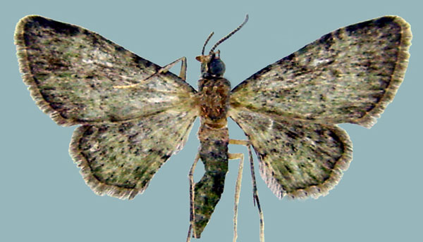 /filer/webapps/moths/media/images/G/grisea_Chloroclystis_AM_ZSMa.jpg