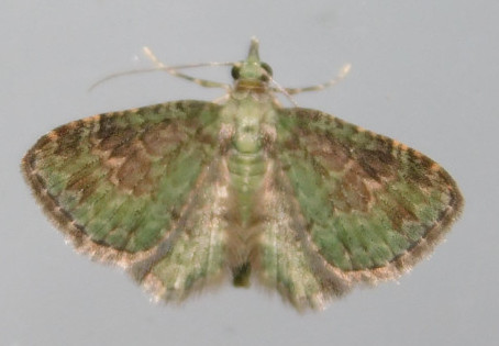 /filer/webapps/moths/media/images/G/grisea_Chloroclystis_A_Grobler_MZbKUsI.jpg