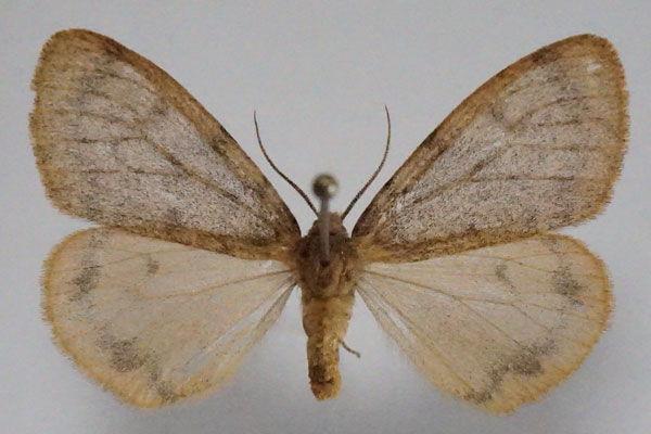 /filer/webapps/moths/media/images/G/grisea_Cymaroa_AF_Stroehle.jpg