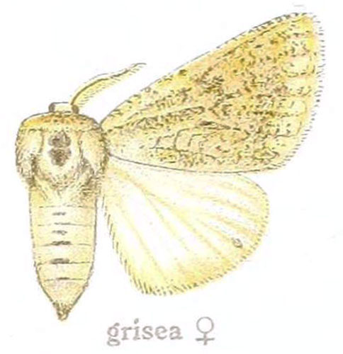 /filer/webapps/moths/media/images/G/grisea_Dasyarctia_AF_Gaede_21e.jpg