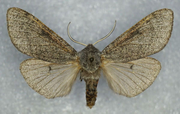 /filer/webapps/moths/media/images/G/grisea_Dasyarctia_AF_Stroehle.jpg