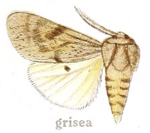 /filer/webapps/moths/media/images/G/grisea_Dasyarctia_AM_Gaede_28g.jpg