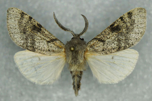 /filer/webapps/moths/media/images/G/grisea_Dasyarctia_AM_Stroehle.jpg