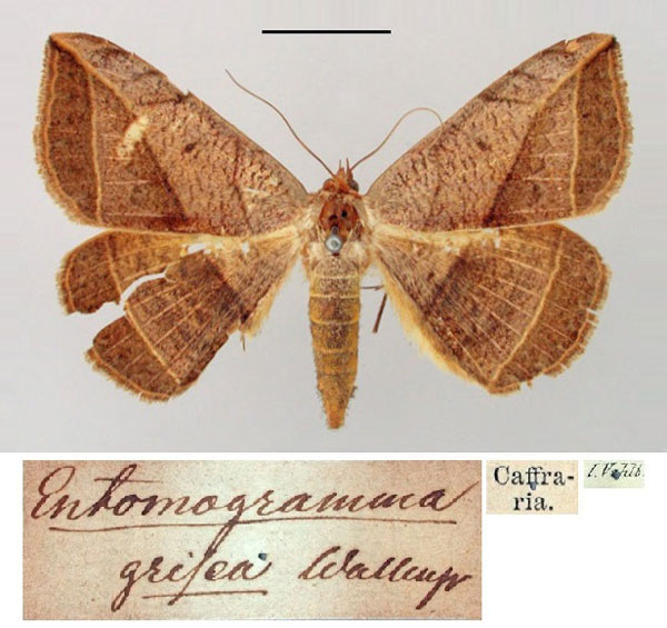 /filer/webapps/moths/media/images/G/grisea_Entomogramma_ST_SNHM.jpg