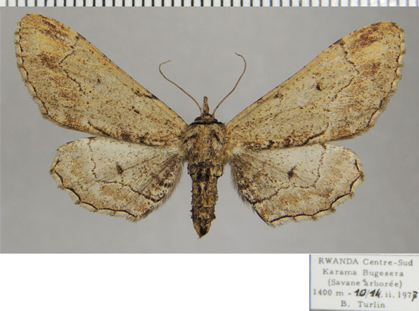 /filer/webapps/moths/media/images/G/grisea_Eulycia_AF_ZSM.jpg