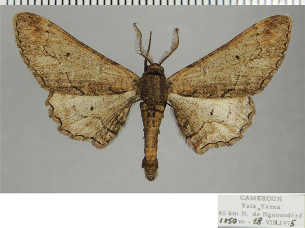 /filer/webapps/moths/media/images/G/grisea_Eulycia_AM_ZSMa.jpg