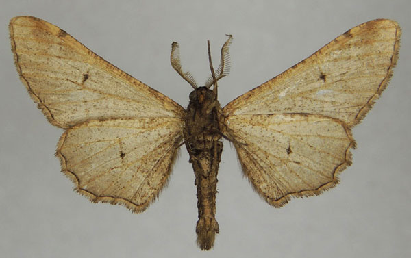 /filer/webapps/moths/media/images/G/grisea_Eulycia_AM_ZSMb.jpg