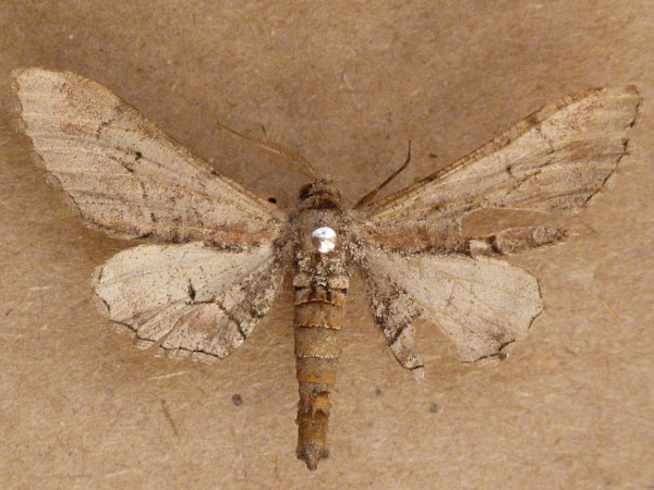 /filer/webapps/moths/media/images/G/grisea_Eulycia_A_Butler.JPG
