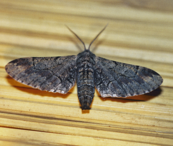 /filer/webapps/moths/media/images/G/grisea_Eulycia_A_Roland_01.jpg