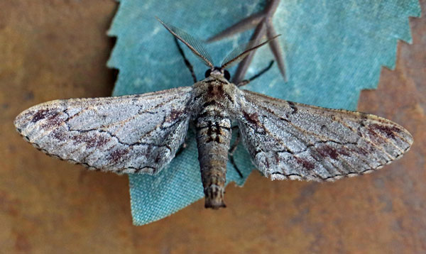 /filer/webapps/moths/media/images/G/grisea_Eulycia_A_Voaden.jpg