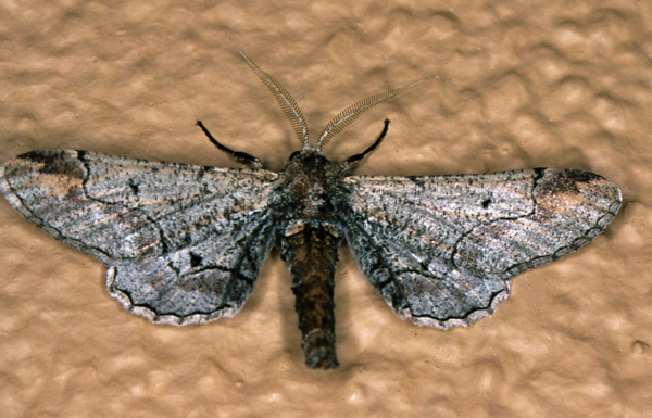 /filer/webapps/moths/media/images/G/grisea_Eulycia_M_Roland_01.jpg