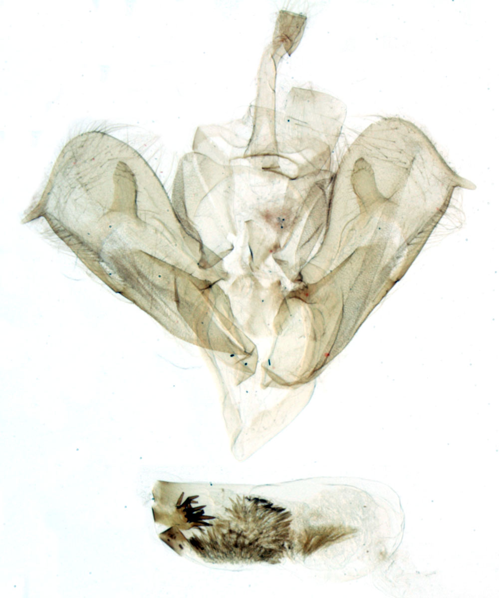 /filer/webapps/moths/media/images/G/grisea_Eutamsia_GMHT_MNHN_541.jpg