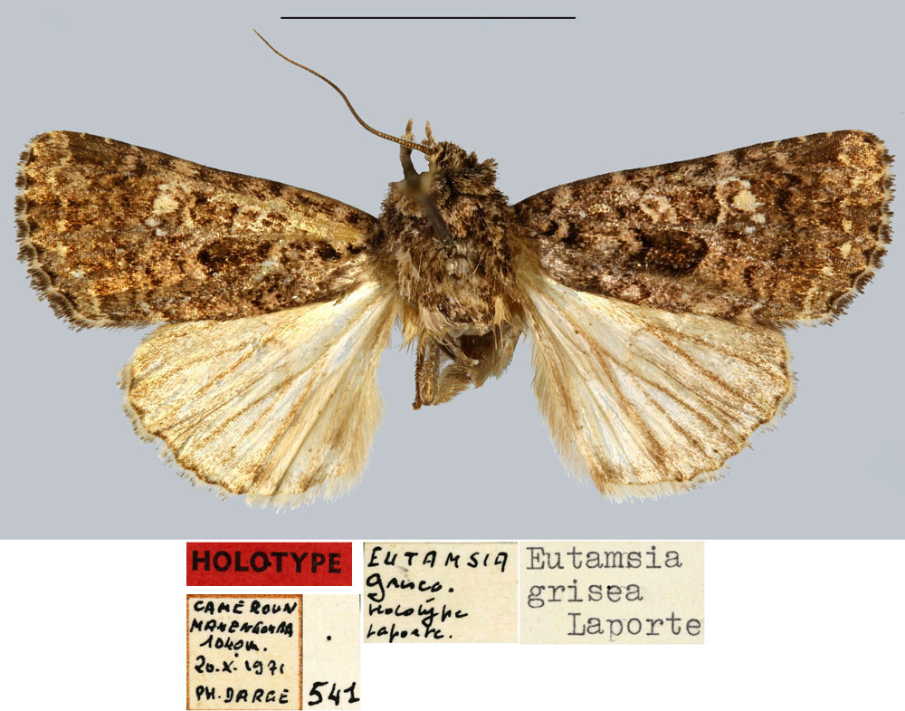 /filer/webapps/moths/media/images/G/grisea_Eutamsia_HT_MNHN.jpg