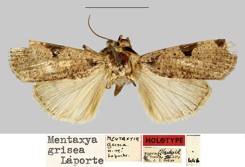 /filer/webapps/moths/media/images/G/grisea_Mentaxya_HT_MNHN.jpg