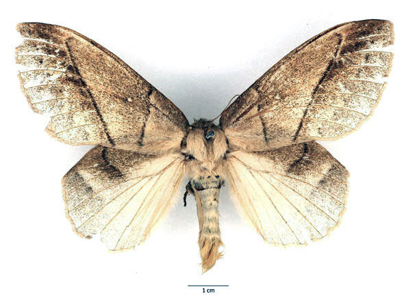 /filer/webapps/moths/media/images/G/grisea_Philotherma_AF_Basquin_02_uSF5539.jpg