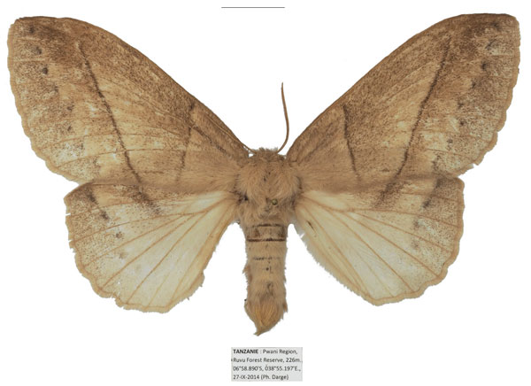 /filer/webapps/moths/media/images/G/grisea_Philotherma_AF_Basquin_03.jpg