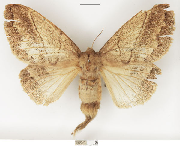 /filer/webapps/moths/media/images/G/grisea_Philotherma_AF_NHMUK.jpg