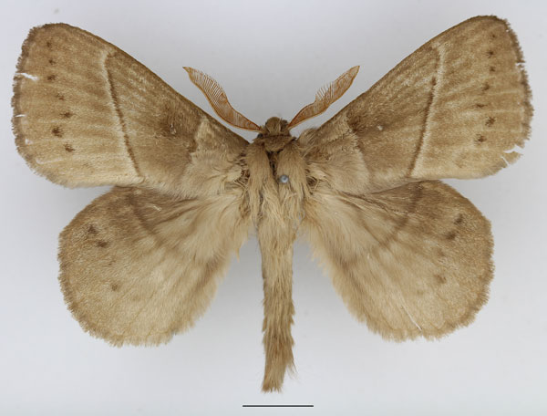 /filer/webapps/moths/media/images/G/grisea_Philotherma_AM_Basquin_01.jpg