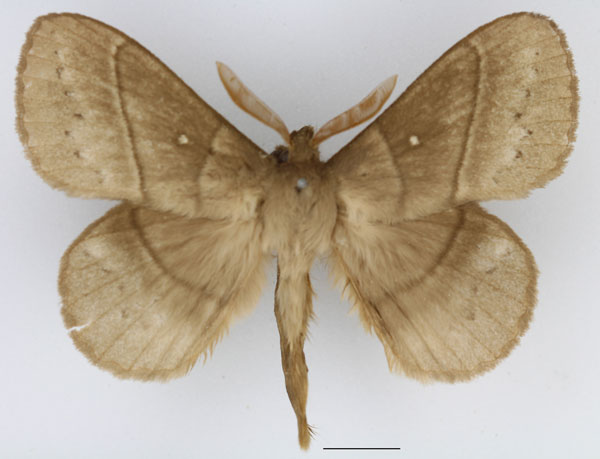 /filer/webapps/moths/media/images/G/grisea_Philotherma_AM_Basquin_02.jpg