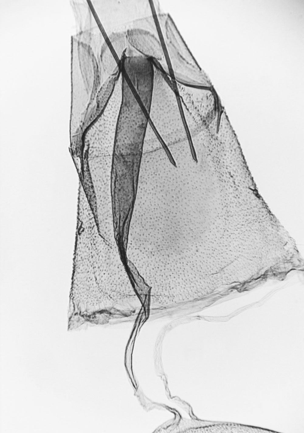 /filer/webapps/moths/media/images/G/grisea_Platyptilia_GFPT_MNHN_4410.jpg