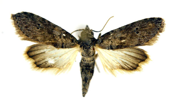 /filer/webapps/moths/media/images/G/grisea_Stenosticta_A_NHMO_01.jpg