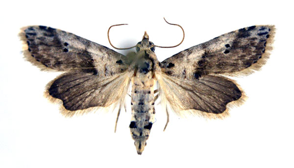 /filer/webapps/moths/media/images/G/grisea_Stenosticta_A_NHMO_02.jpg