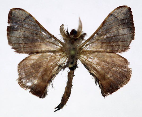 /filer/webapps/moths/media/images/G/grisea_Vingerhoedtia_AM_Basquin_02.jpg
