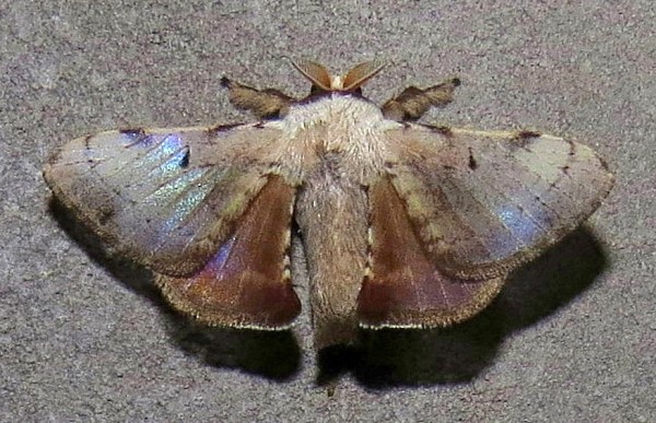 /filer/webapps/moths/media/images/G/grisea_Vingerhoedtia_A_Bergsma_d8pnnrh.jpg
