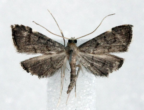 /filer/webapps/moths/media/images/G/grisealis_Deuterophysa_AM_Agassiz.jpg