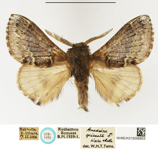 /filer/webapps/moths/media/images/G/griseata_Anadiasa_STM_NHMUK_01.jpg