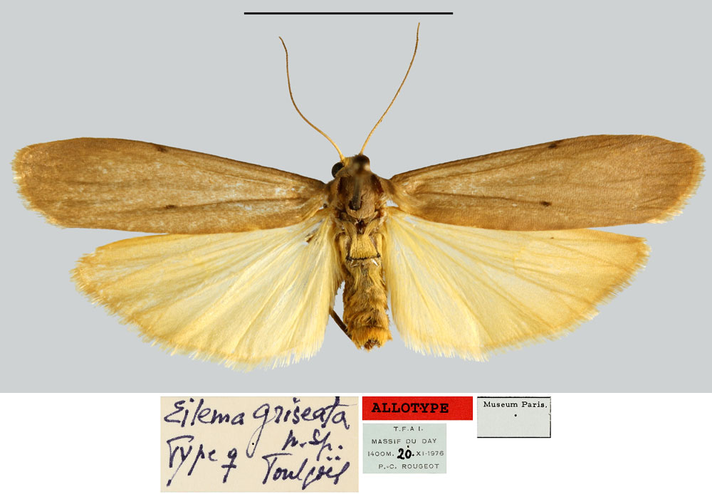 /filer/webapps/moths/media/images/G/griseata_Eilema_AT_MNHN.jpg