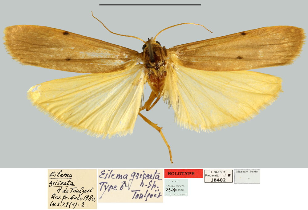 /filer/webapps/moths/media/images/G/griseata_Eilema_HT_MNHN.jpg