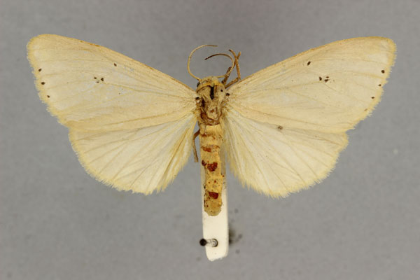 /filer/webapps/moths/media/images/G/griseata_Estigmene_HT_BMNH.jpg