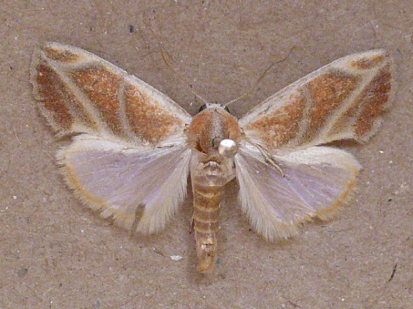 /filer/webapps/moths/media/images/G/griseata_Neaxestis_A_Butler.jpg