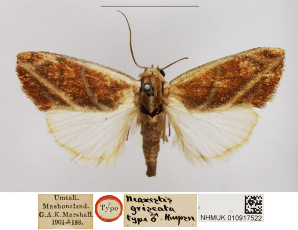 /filer/webapps/moths/media/images/G/griseata_Neaxestis_HT_NHMUK.jpg