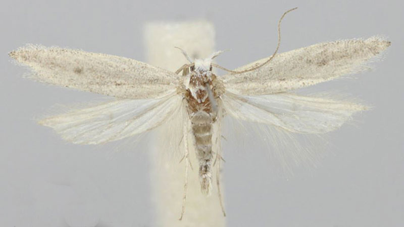 /filer/webapps/moths/media/images/G/griseata_Scrobipalpa_PTM_ZMHB.jpg