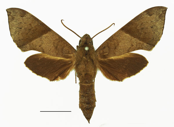 /filer/webapps/moths/media/images/G/griseata_Temnora_AF_Basquin.jpg