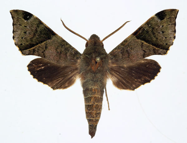 /filer/webapps/moths/media/images/G/griseata_Temnora_AM_Basquin.jpg