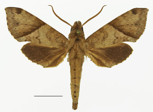 /filer/webapps/moths/media/images/G/griseata_Temnora_AM_Basquin_01.jpg