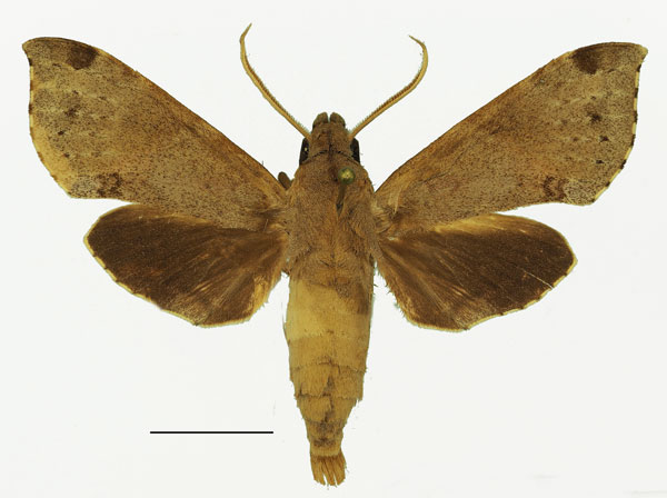 /filer/webapps/moths/media/images/G/griseata_Temnora_AM_Basquin_02.jpg