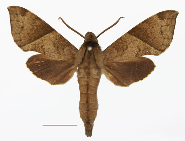 /filer/webapps/moths/media/images/G/griseata_Temnora_AM_Basquin_03a.jpg