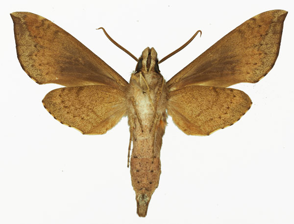 /filer/webapps/moths/media/images/G/griseata_Temnora_AM_Basquin_03b.jpg