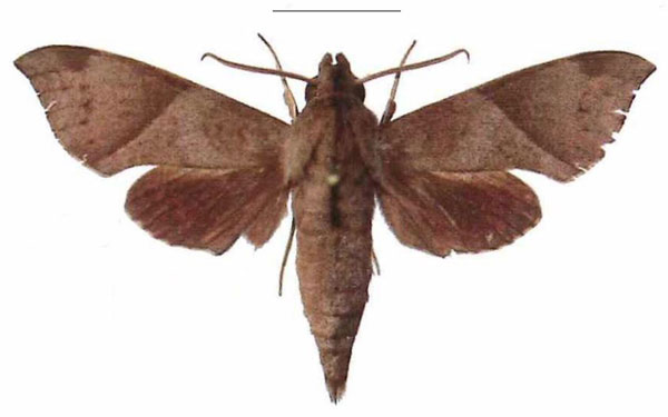 /filer/webapps/moths/media/images/G/griseata_Temnora_AM_EMEM.jpg