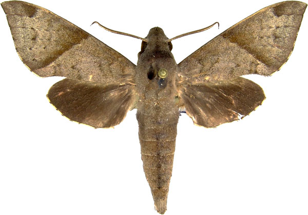 /filer/webapps/moths/media/images/G/griseata_Temnora_AM_MCJM.jpg