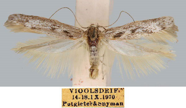 /filer/webapps/moths/media/images/G/griseella_Scythris_HT_SAMC_fu7x0kH.jpg