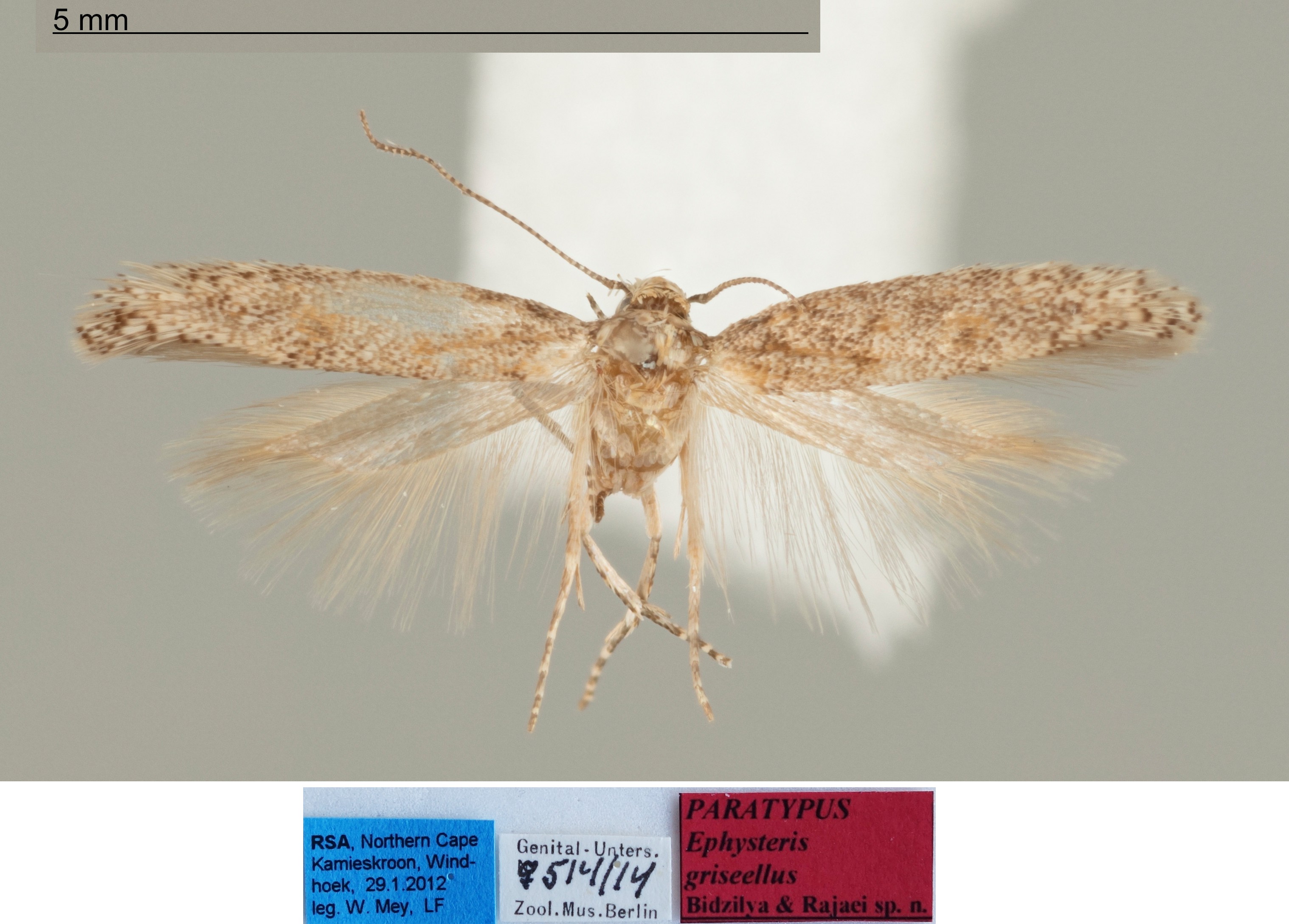 /filer/webapps/moths/media/images/G/griseellus_Ephysteris_FPT_MfN.jpg