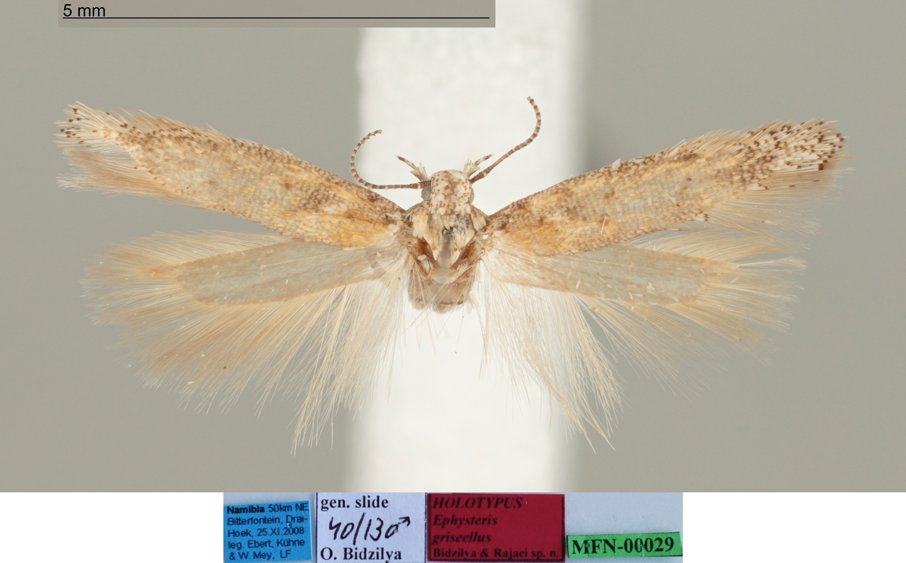 /filer/webapps/moths/media/images/G/griseellus_Ephysteris_MHT_MfN.jpg