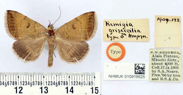 /filer/webapps/moths/media/images/G/griseicilia_Remigia_HT_BMNH.jpg