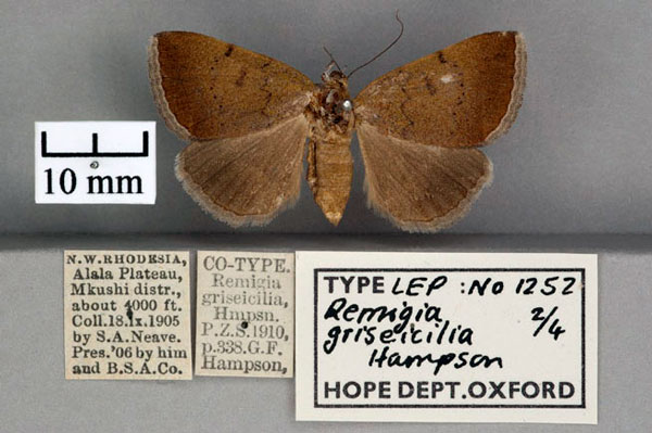 /filer/webapps/moths/media/images/G/griseicilia_Remigia_STF_OUMNH_01.jpg