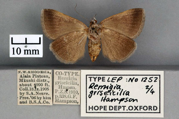 /filer/webapps/moths/media/images/G/griseicilia_Remigia_STF_OUMNH_02.jpg
